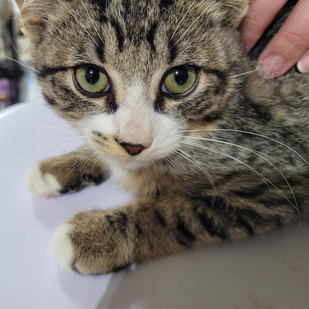 Enlarge Sonnet, a Adoptable Domestic Short Hair in Traverse City, MI image 2/2