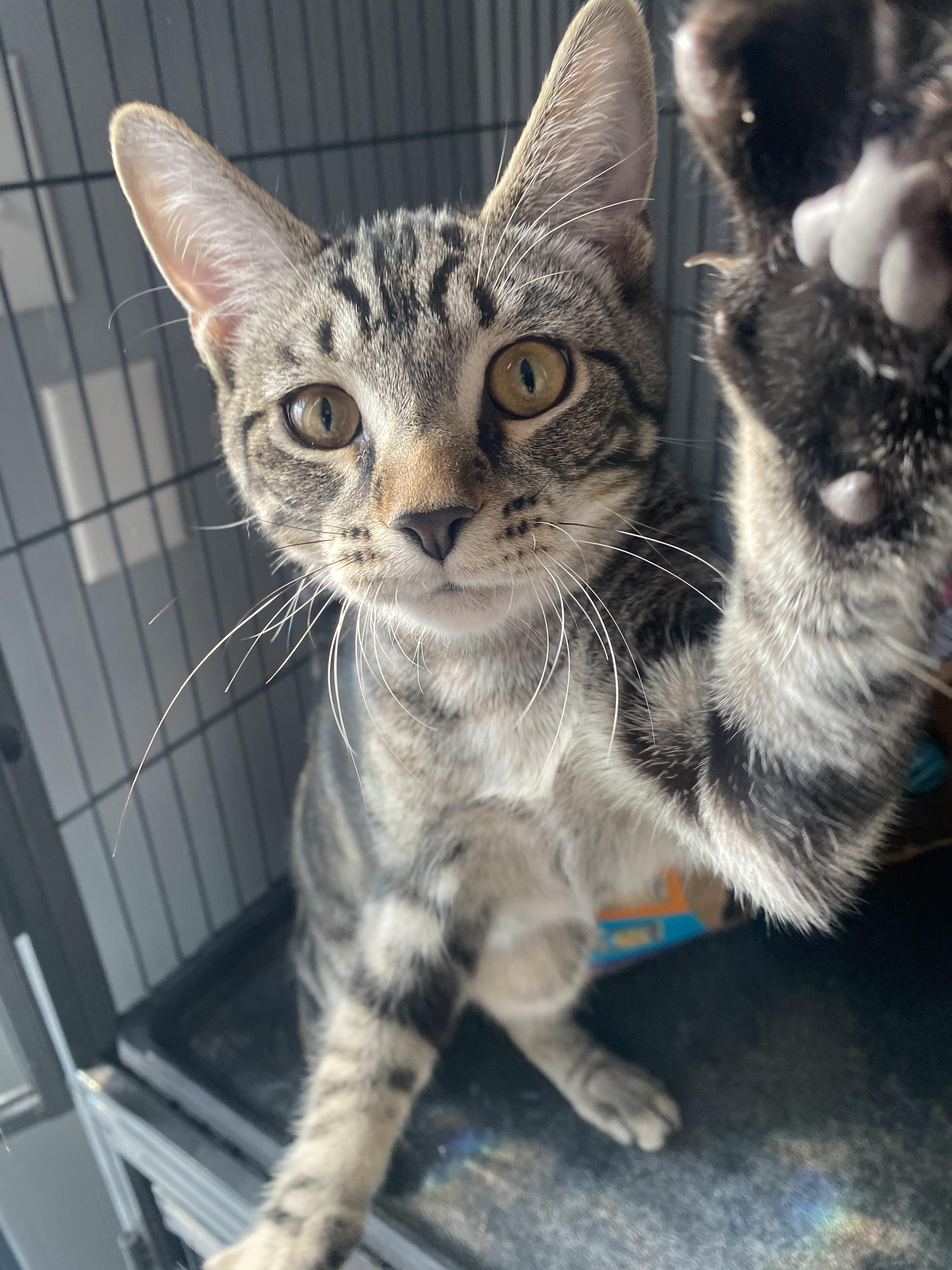 Enlarge Maverick, a Adoptable Domestic Short Hair in Columbus, OH image 2/5
