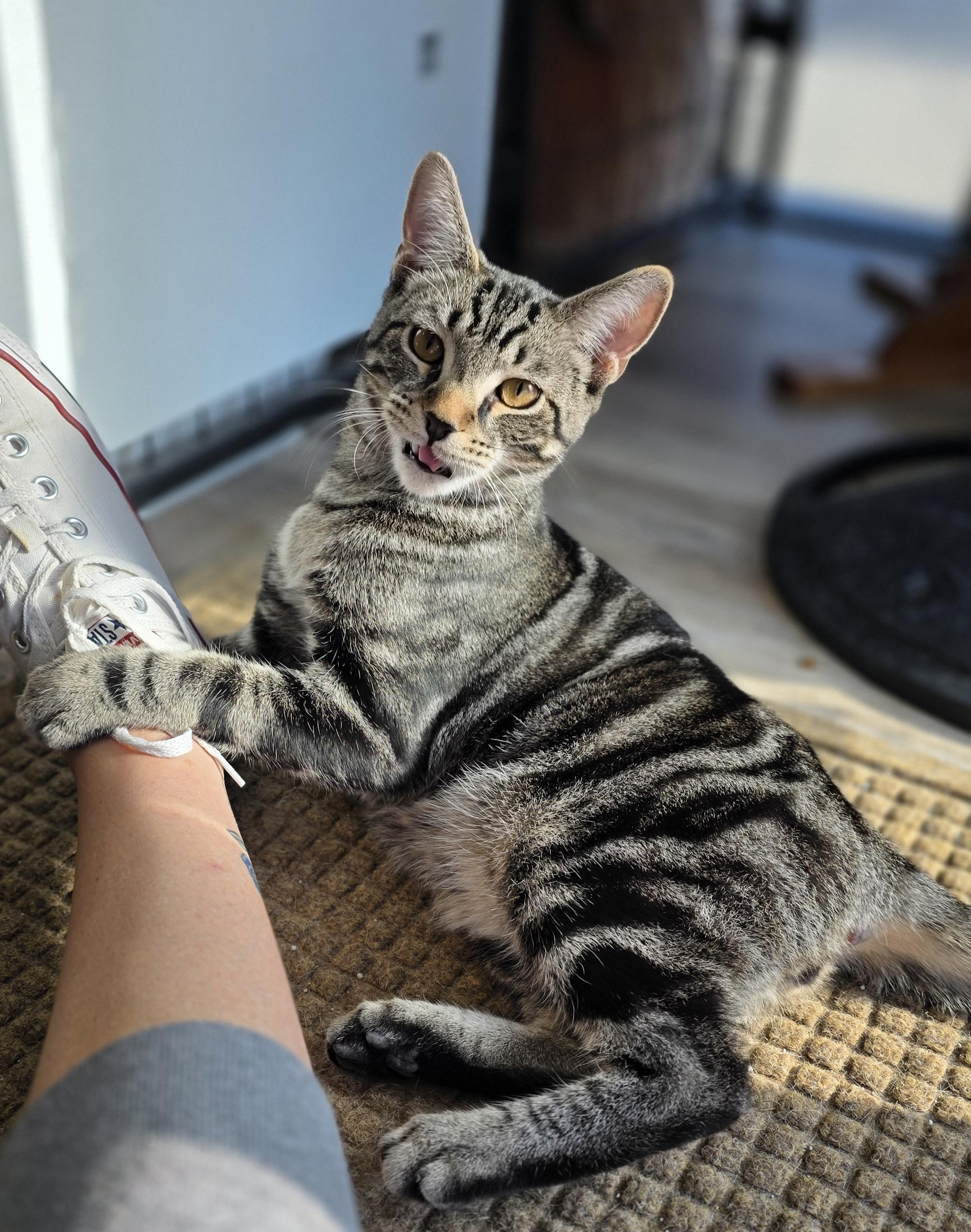 Enlarge Maverick, a Adoptable Domestic Short Hair in Columbus, OH image 1/5