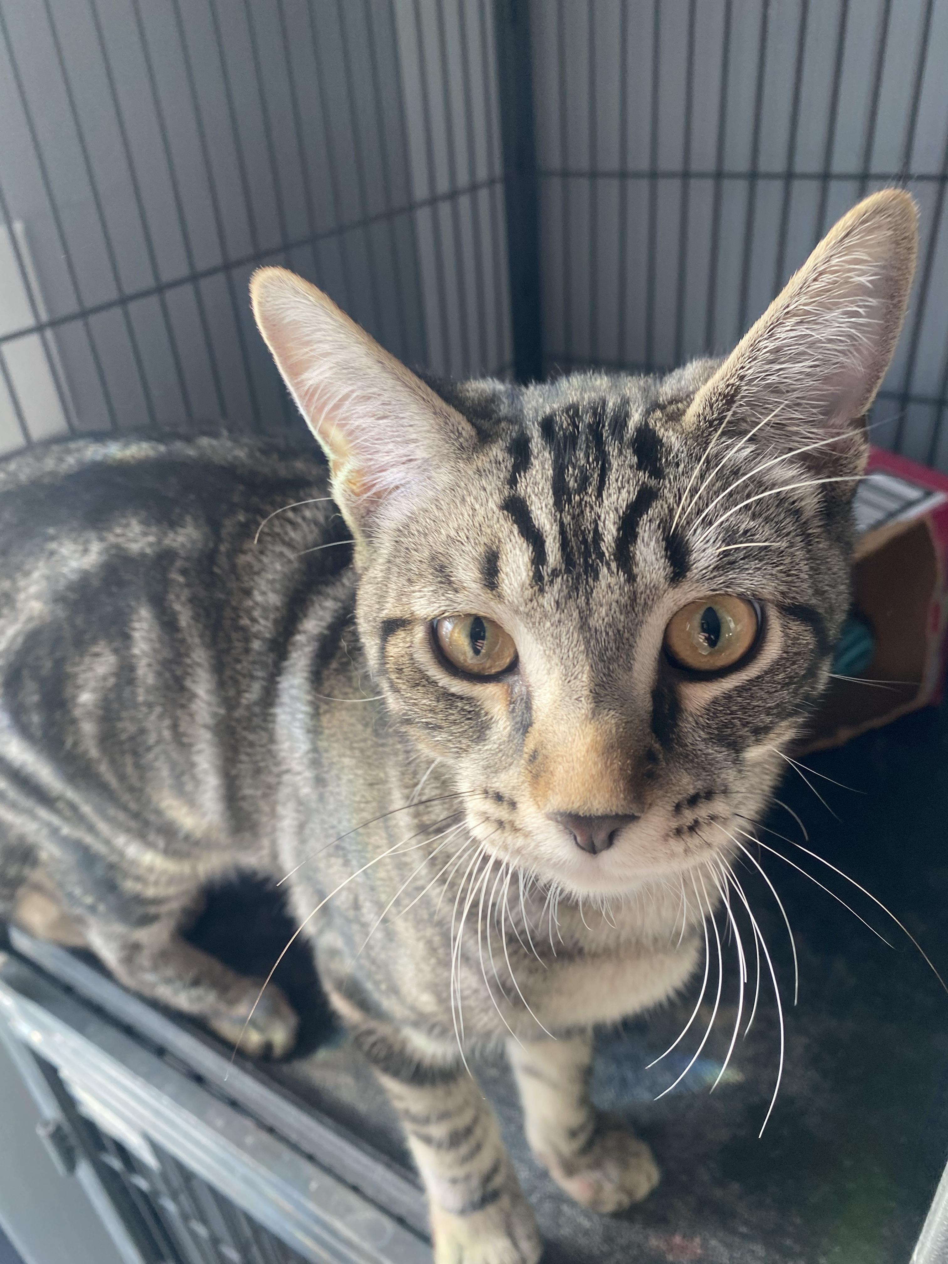 Enlarge Maverick, a Adoptable Domestic Short Hair in Columbus, OH image 5/5