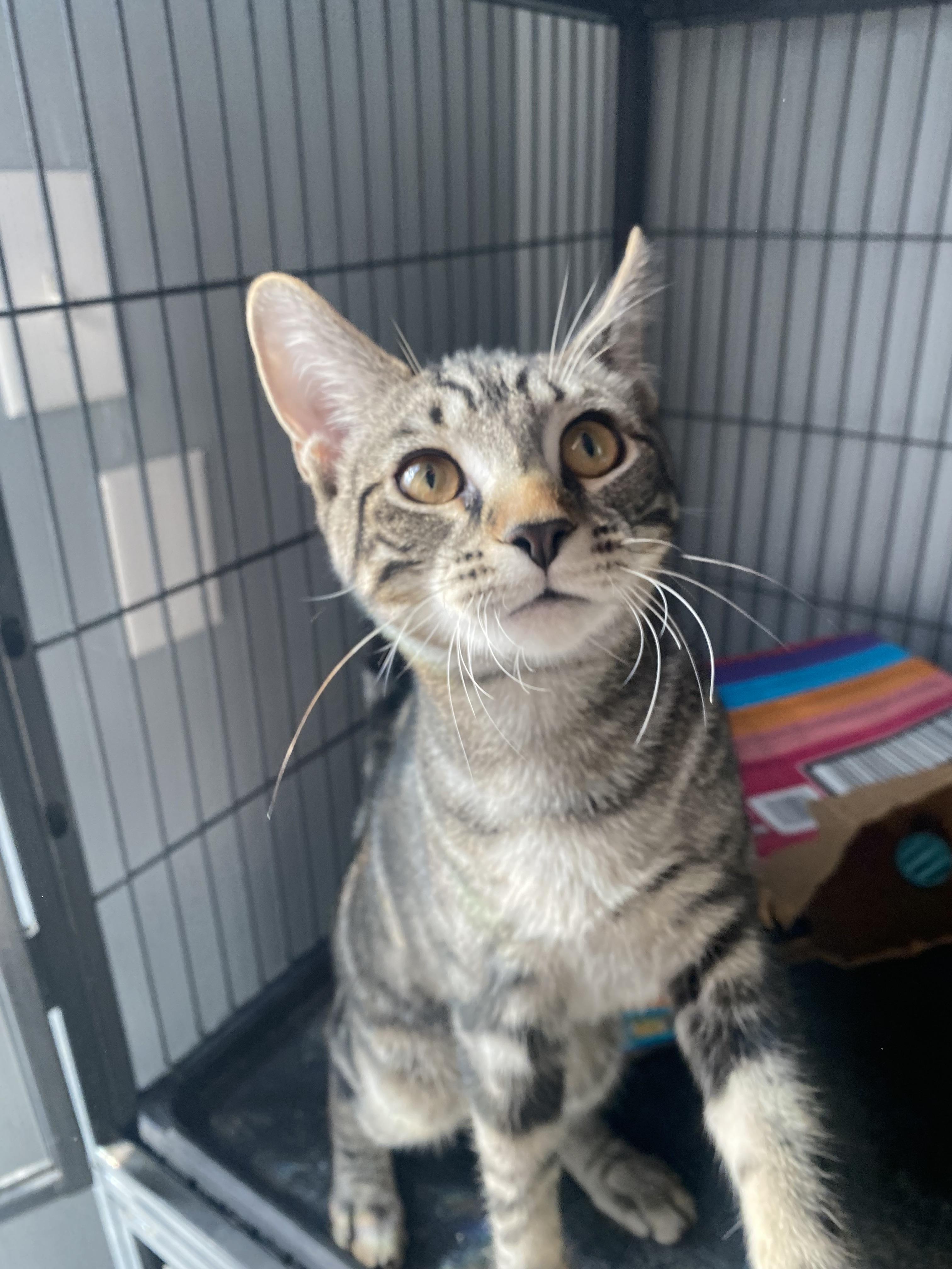 Enlarge Maverick, a Adoptable Domestic Short Hair in Columbus, OH image 4/5