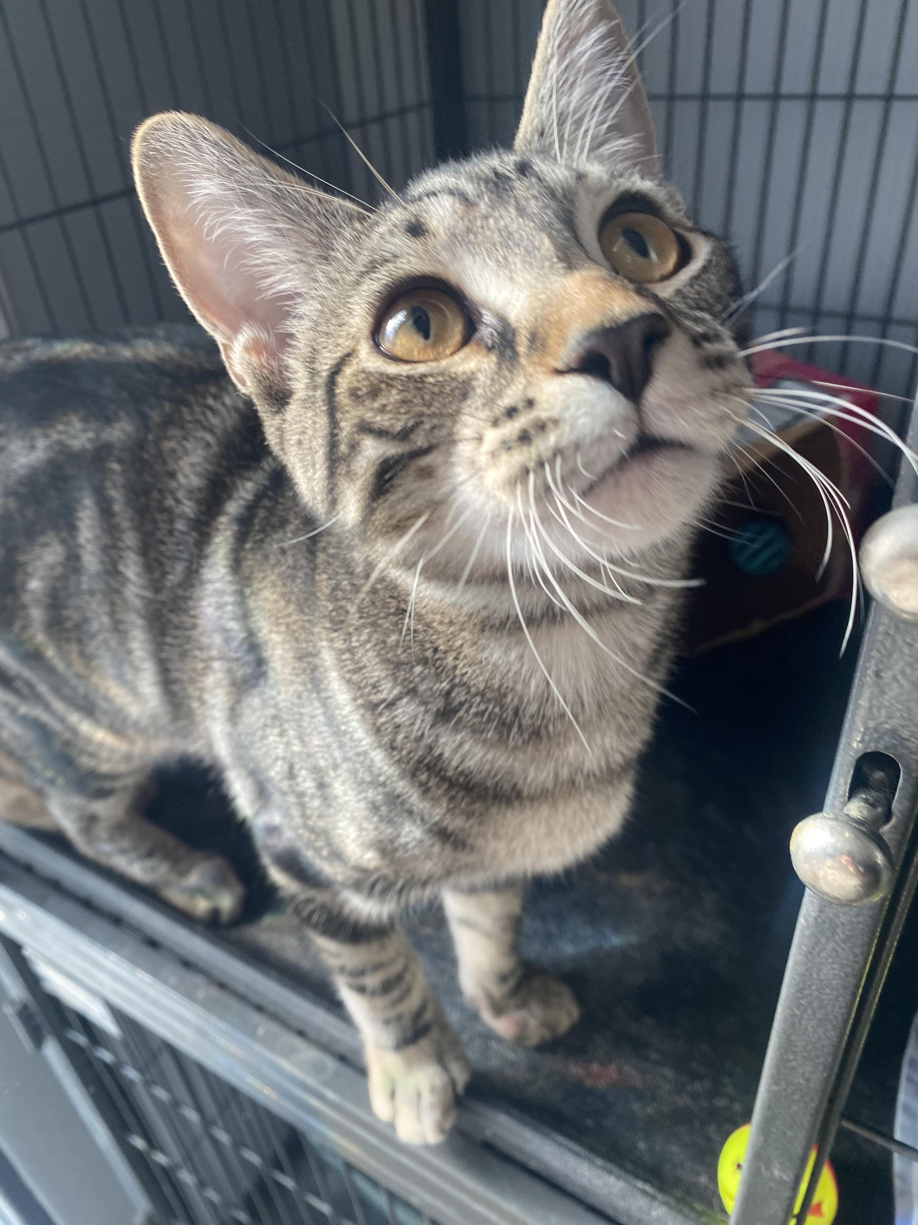 Enlarge Maverick, a Adoptable Domestic Short Hair in Columbus, OH image 3/5