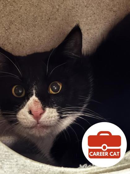 Enlarge Daikon, a Adoptable mixed breed in Roseville, CA image 1/1