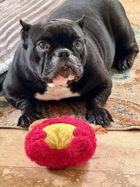 Momma, ADOPTABLE, Adult Female English Bulldog.