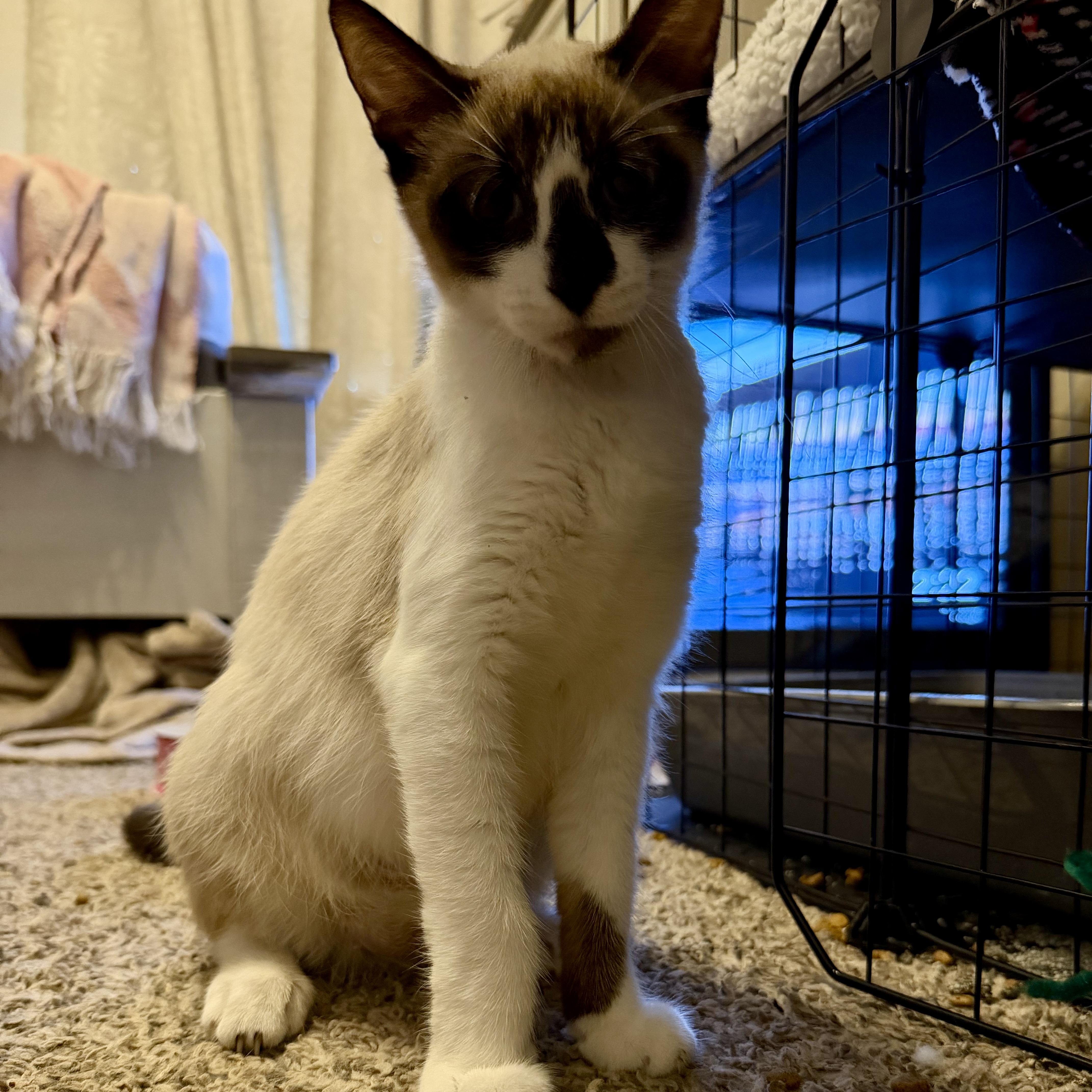 Chai, Adoptable, Young Female Snowshoe.