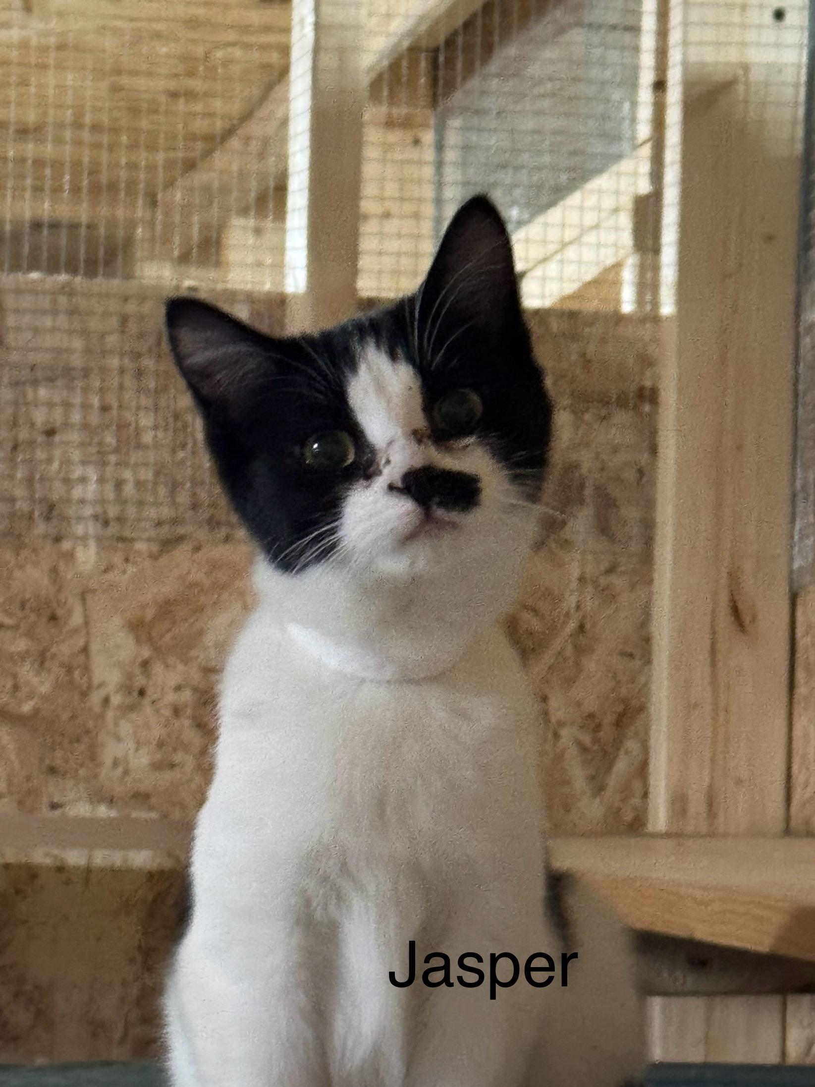 Enlarge Jasper , a ADOPTABLE Domestic Short Hair in Ludington, MI image 4/4