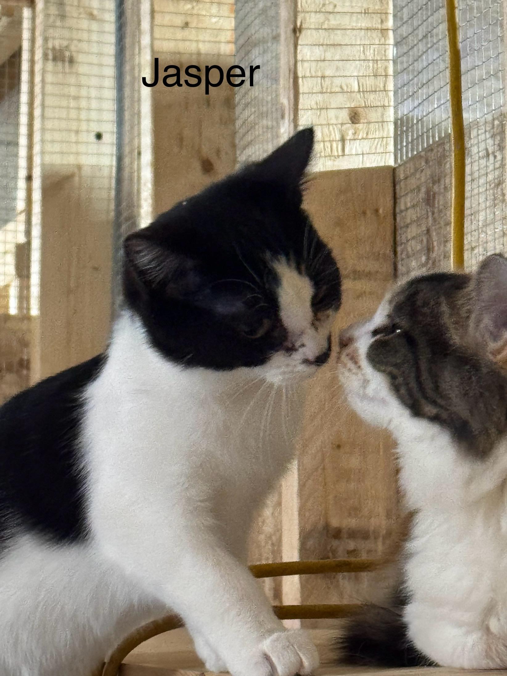 Jasper , ADOPTABLE, Young Female Domestic Short Hair.