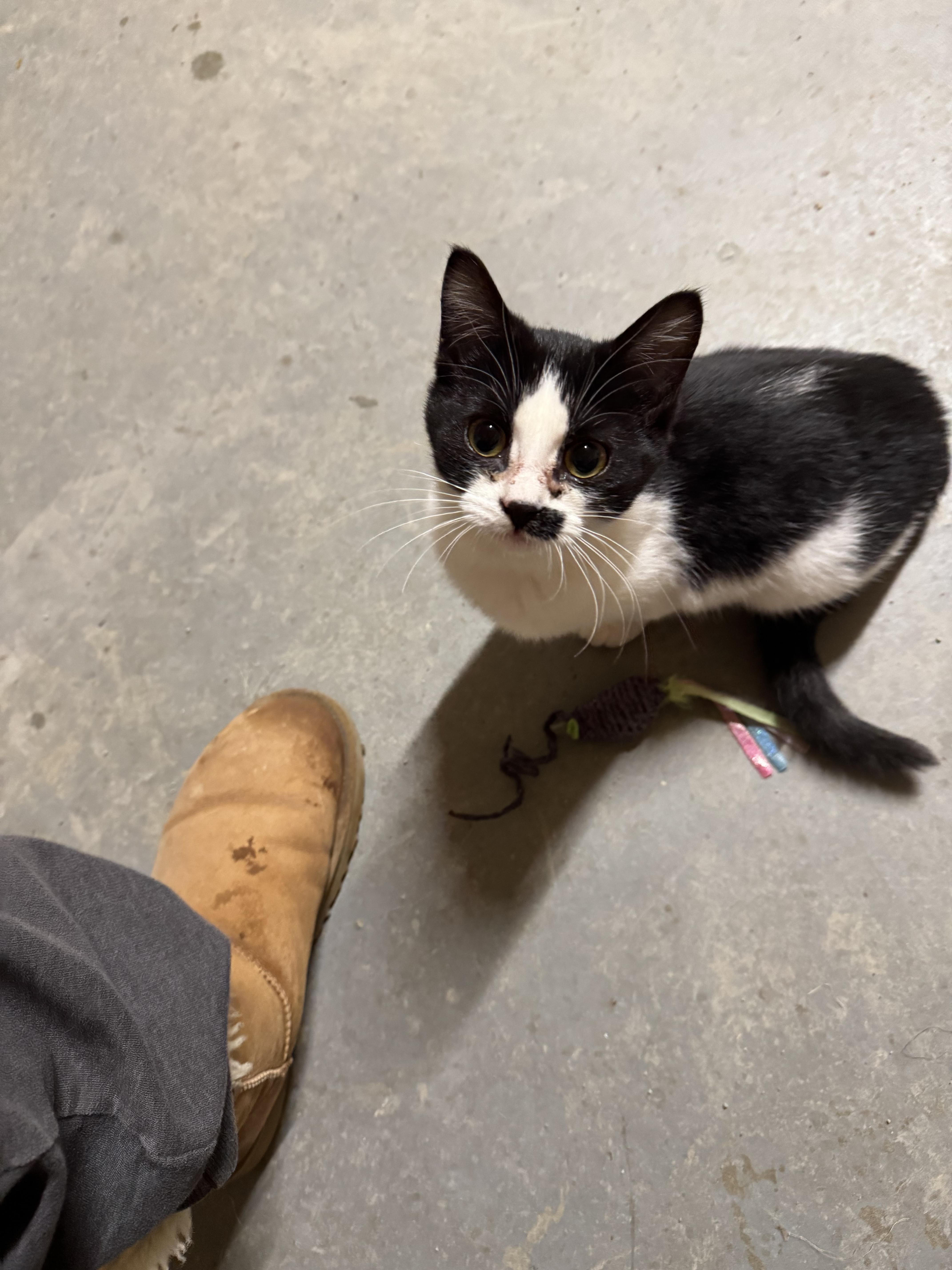 Enlarge Jasper , a ADOPTABLE Domestic Short Hair in Ludington, MI image 2/4