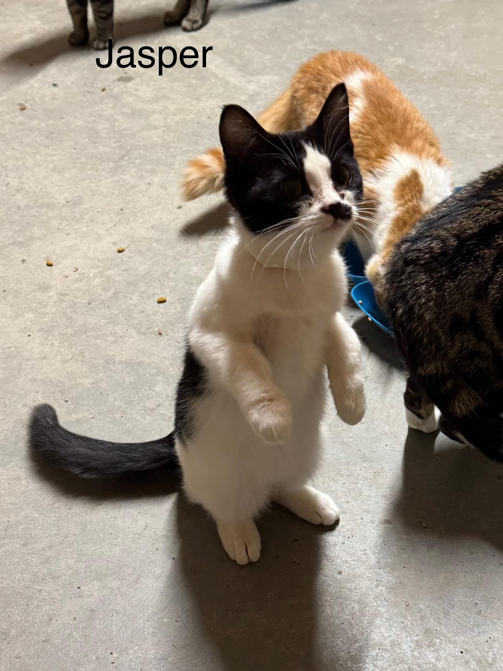 Enlarge Jasper , a ADOPTABLE Domestic Short Hair in Ludington, MI image 3/4