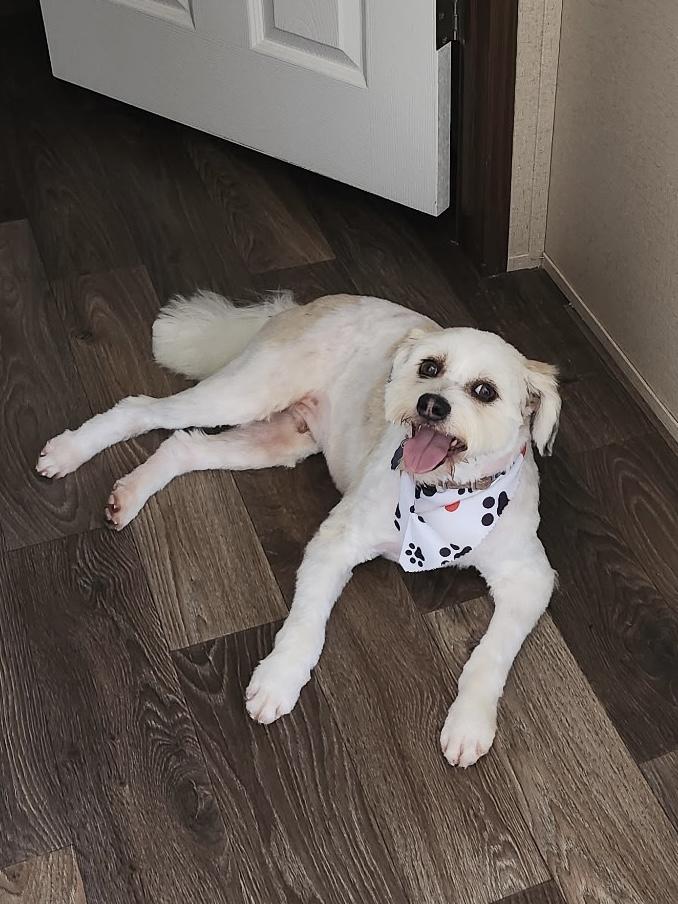PEPPER JACK, an adopted mixed breed in Lake Ozark, MO image 2/3