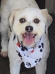 PEPPER JACK, adopted, Adult Male Shih Tzu.