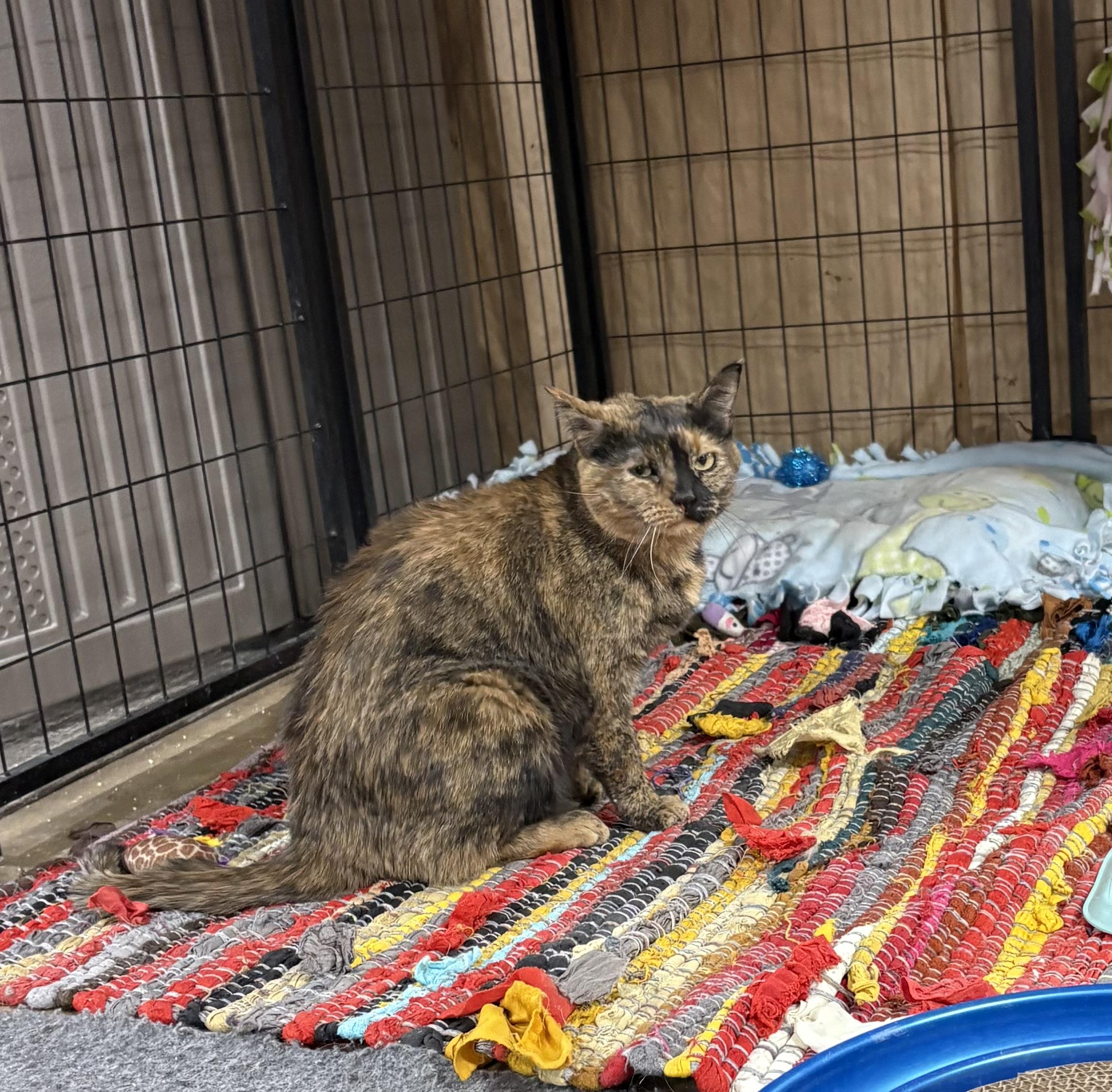 Enlarge Nala, an adopted Domestic Short Hair in Faribault, MN image 2/2