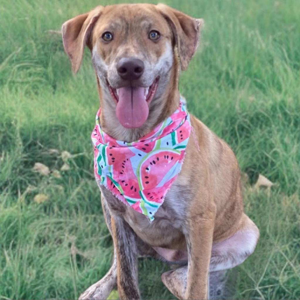 Enlarge Flynn, a Adoptable mixed breed in San Antonio, TX image 1/2