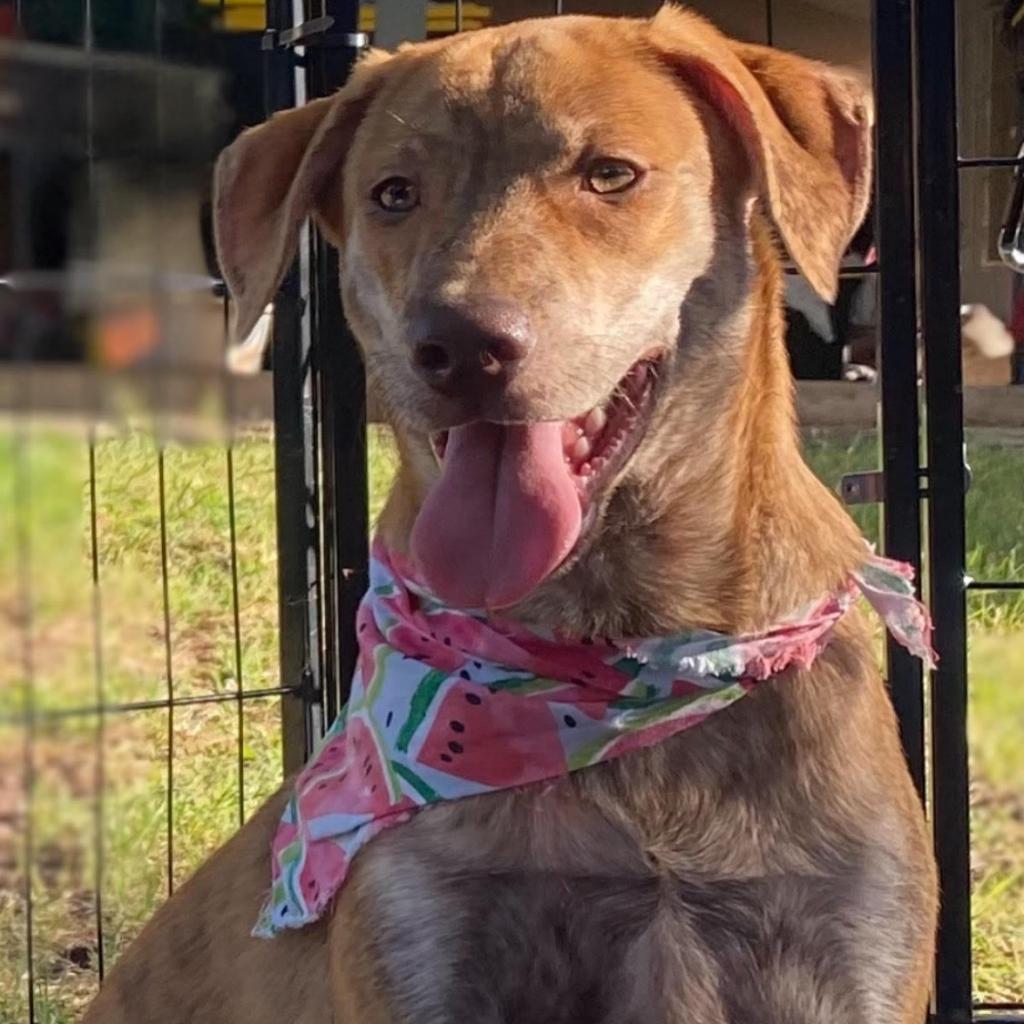 Enlarge Flynn, a Adoptable mixed breed in San Antonio, TX image 2/2