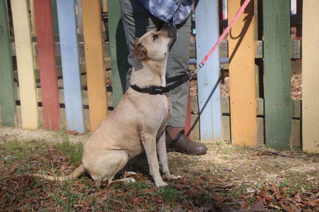 Enlarge Mardi 26, a Adoptable mixed breed in Brookhaven, MS image 2/4