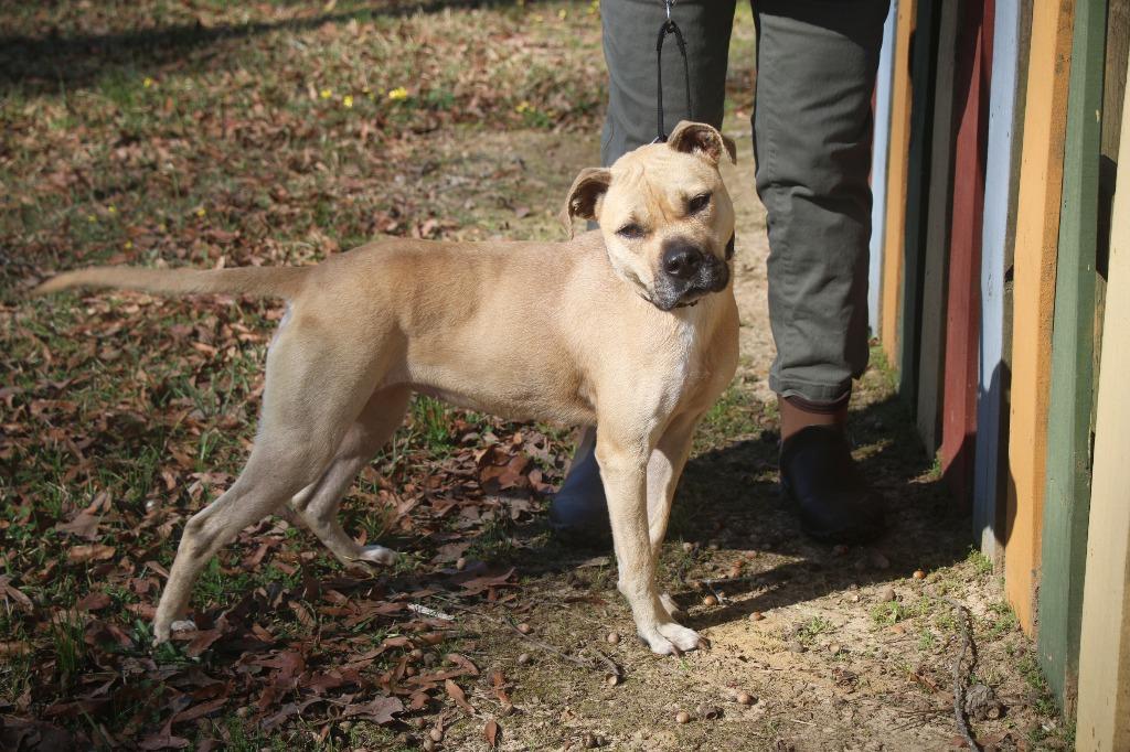 Enlarge Mardi 26, a Adoptable mixed breed in Brookhaven, MS image 3/4