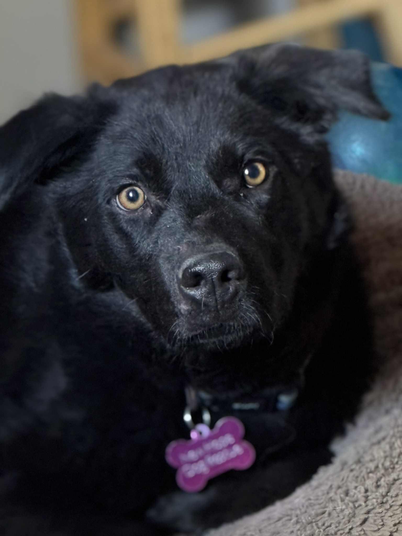 Harmony, an adoptable Mixed Breed in Saskatoon, SK, S7H 0W2 | Photo Image 1