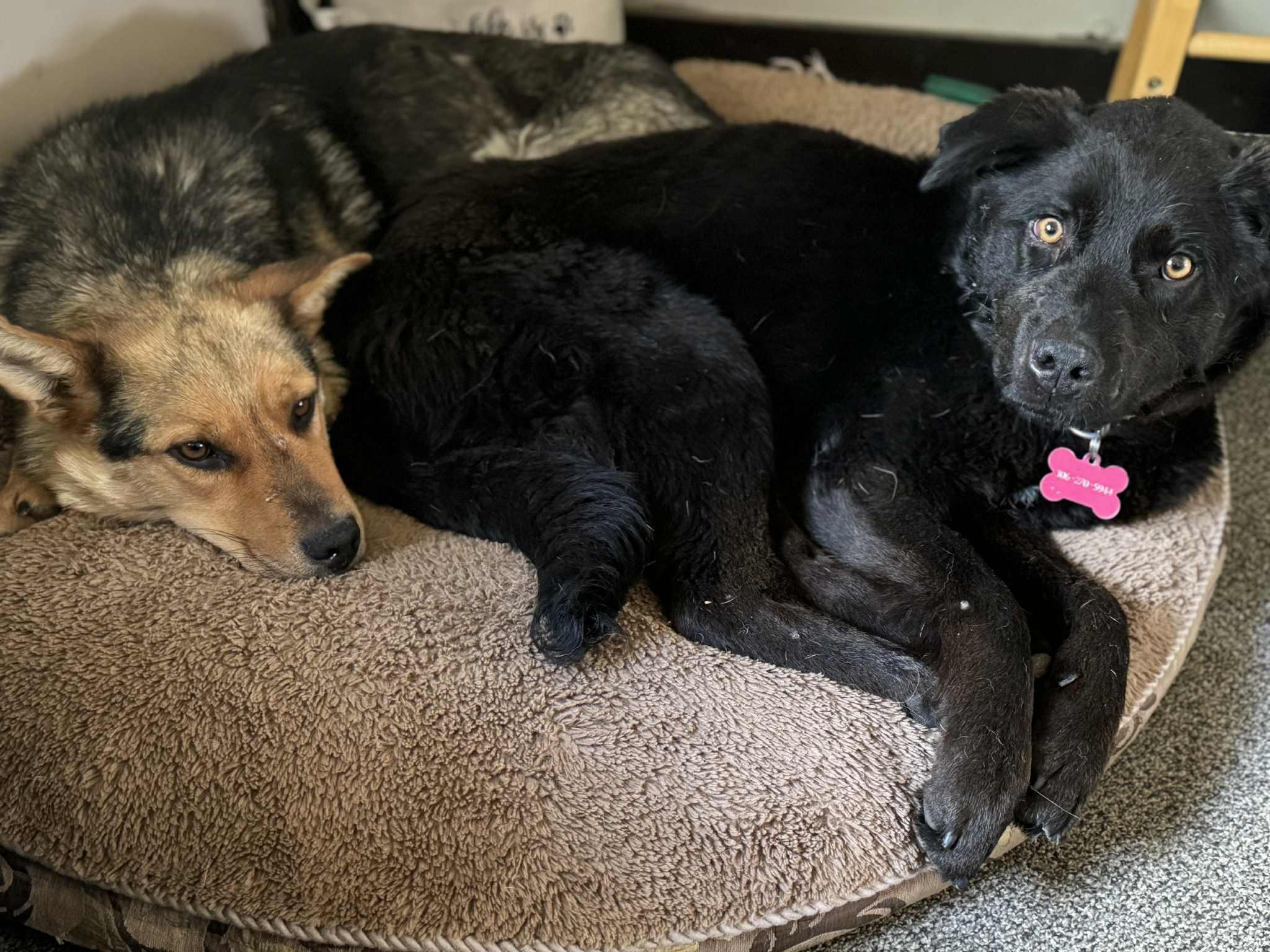 Harmony, an adoptable Mixed Breed in Saskatoon, SK, S7H 0W2 | Photo Image 2