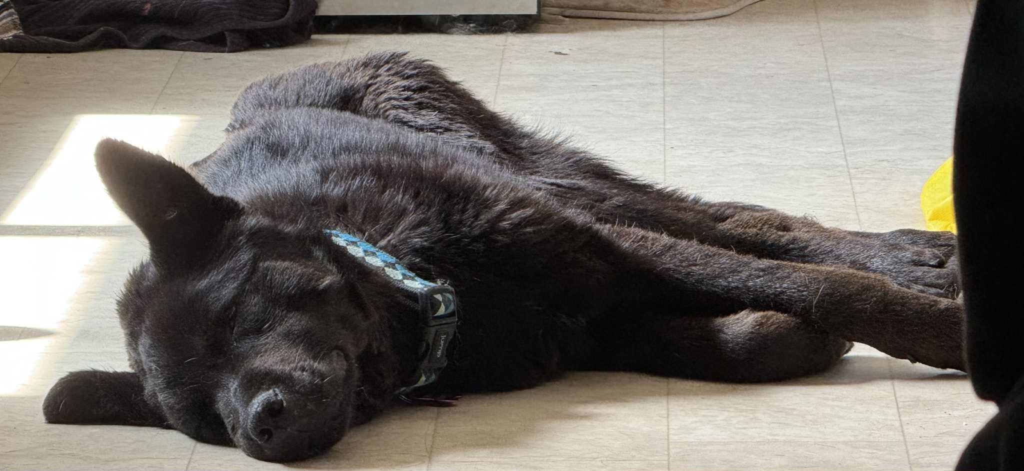 Harmony, an adoptable Mixed Breed in Saskatoon, SK, S7H 0W2 | Photo Image 3