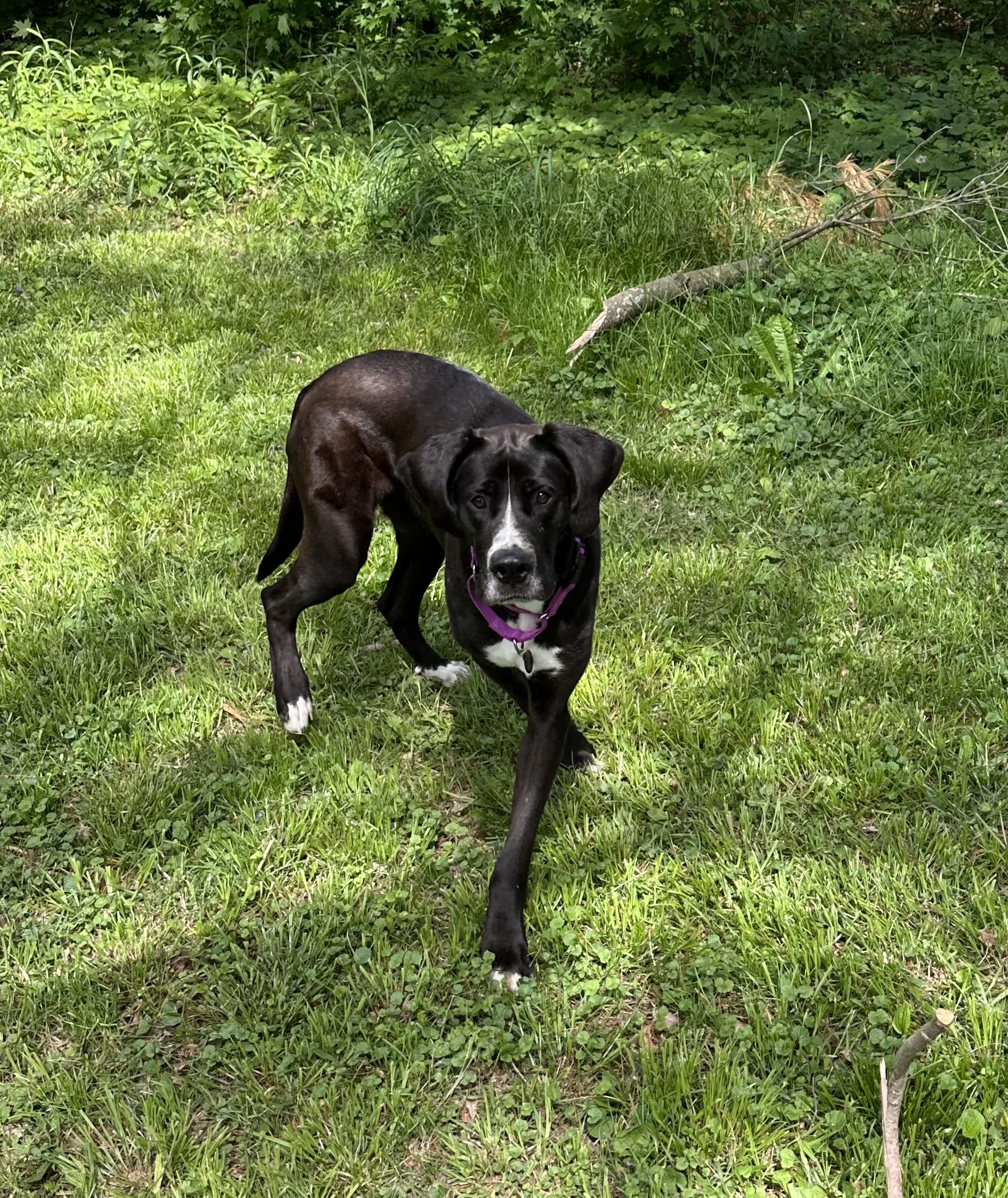 Enlarge Mouse, a Adoptable mixed breed in Indianapolis, IN image 2/3