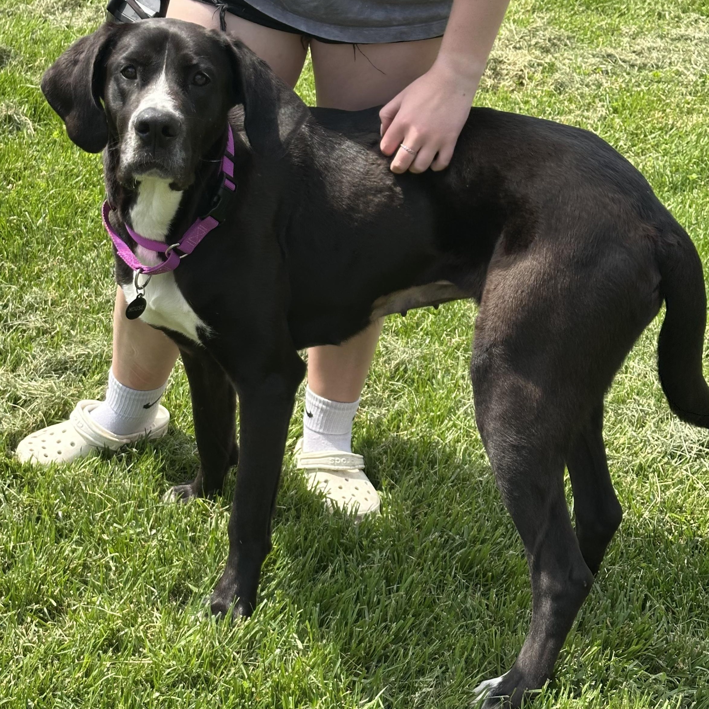 Mouse, Adoptable, Adult Female Great Dane.