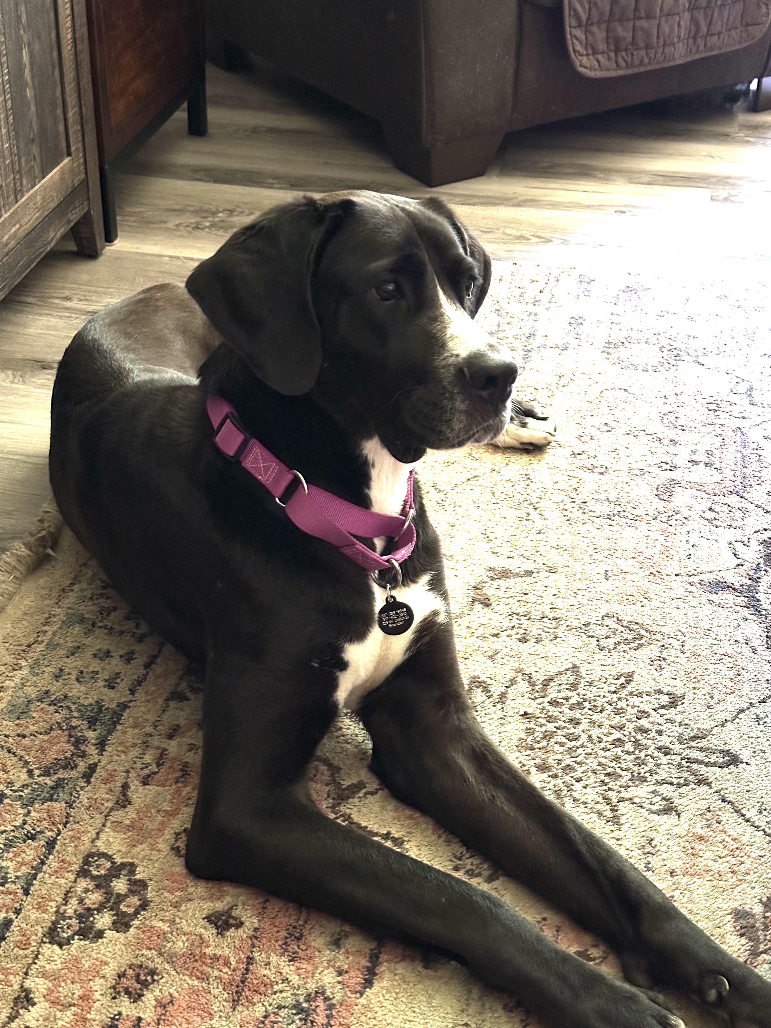 Enlarge Mouse, a Adoptable mixed breed in Indianapolis, IN image 3/3