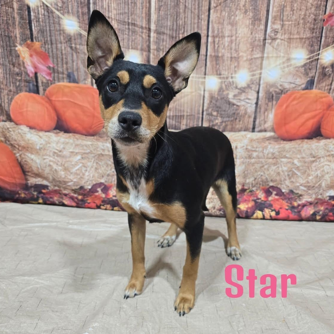 Star, Adoptable, Puppy Female Mixed Breed.