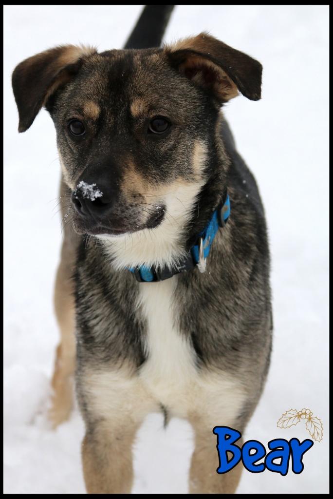 Bear, a Adoptable mixed breed in Shippenville, PA image 1/6