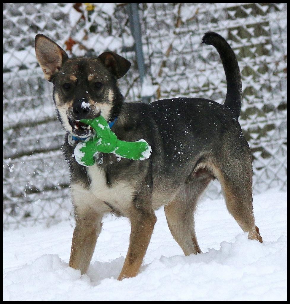 Bear, a Adoptable mixed breed in Shippenville, PA image 2/6