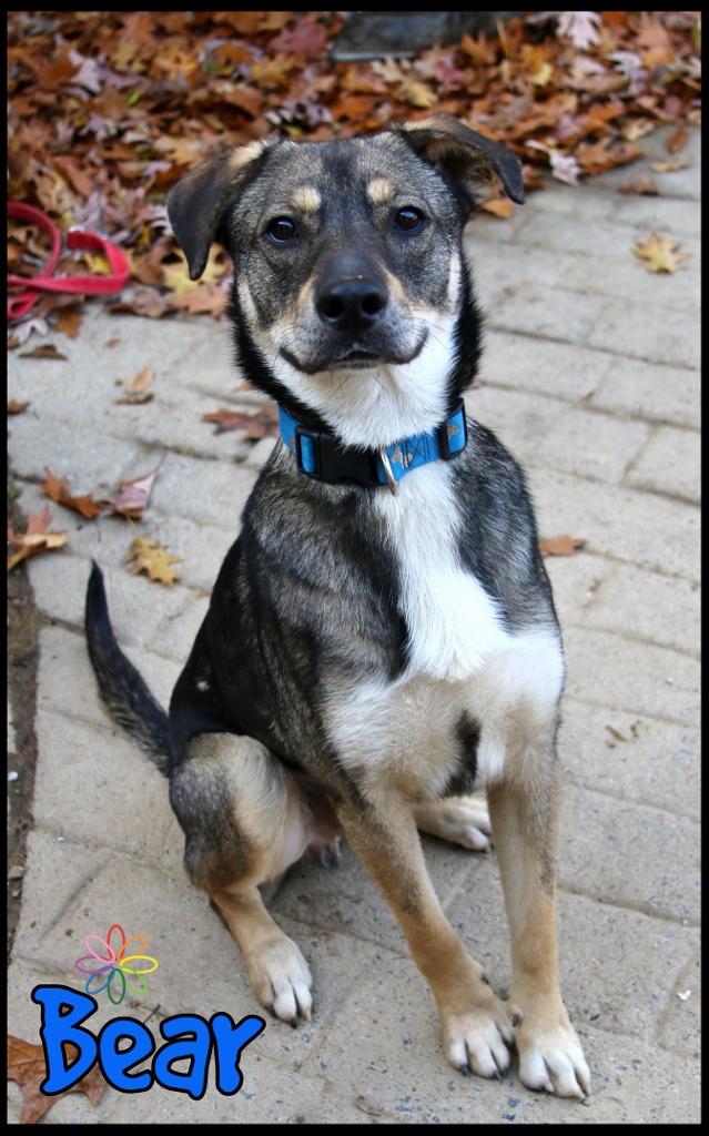 Bear, a Adoptable mixed breed in Shippenville, PA image 6/6