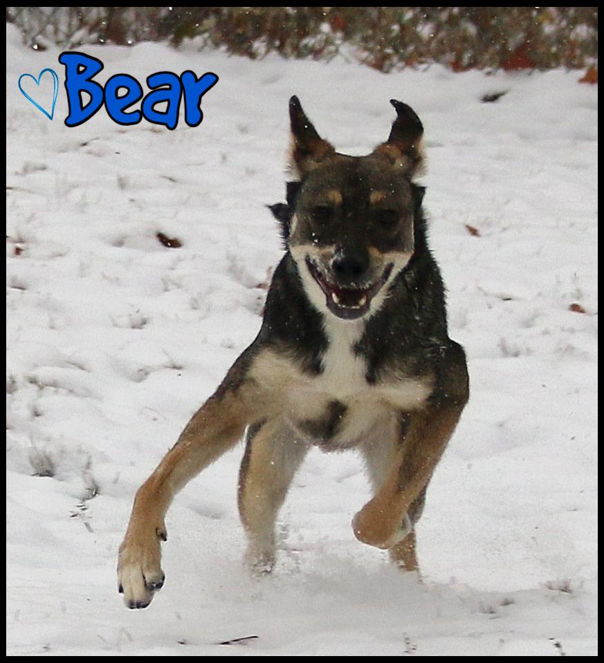 Bear, a Adoptable mixed breed in Shippenville, PA image 5/6