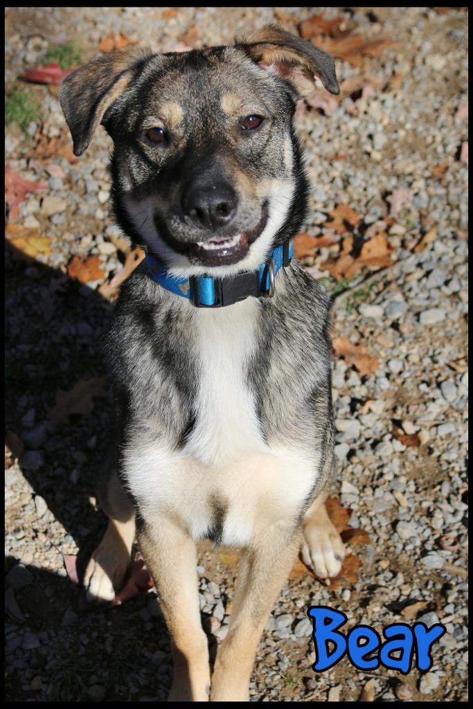 Bear, a Adoptable mixed breed in Shippenville, PA image 3/6