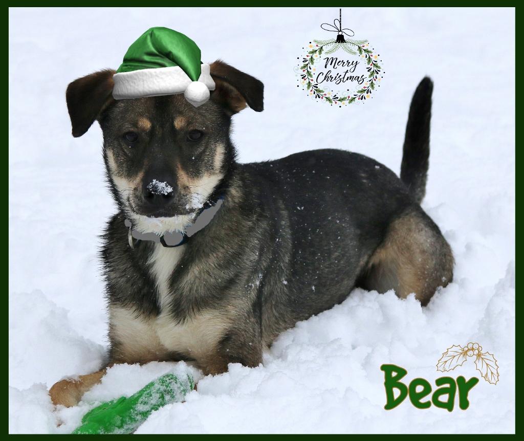Bear, a Adoptable mixed breed in Shippenville, PA image 4/6