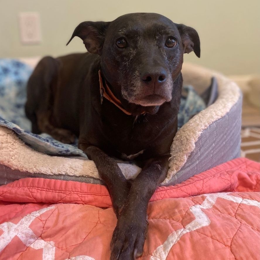 Enlarge ELLIE - Foster/Fospice or adopter needed, a Adoptable mixed breed in Largo, FL image 4/6