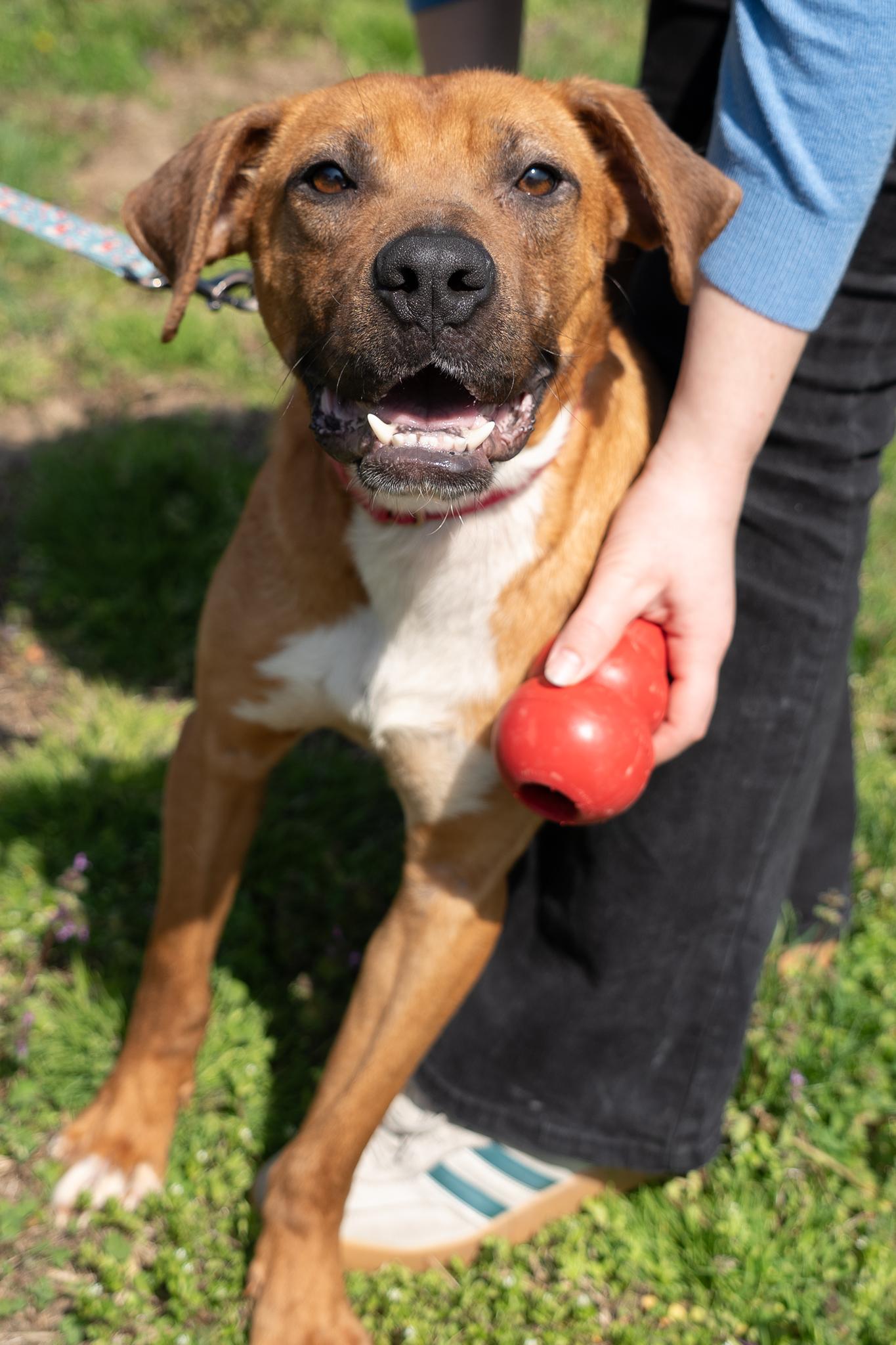 Enlarge Jersey, a ADOPTABLE mixed breed in King George, VA image 5/5