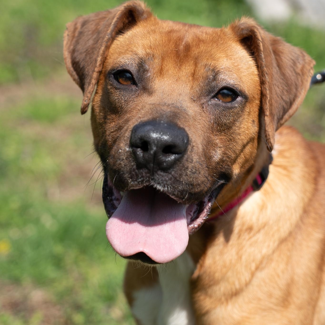 Enlarge Jersey, a ADOPTABLE mixed breed in King George, VA image 2/5