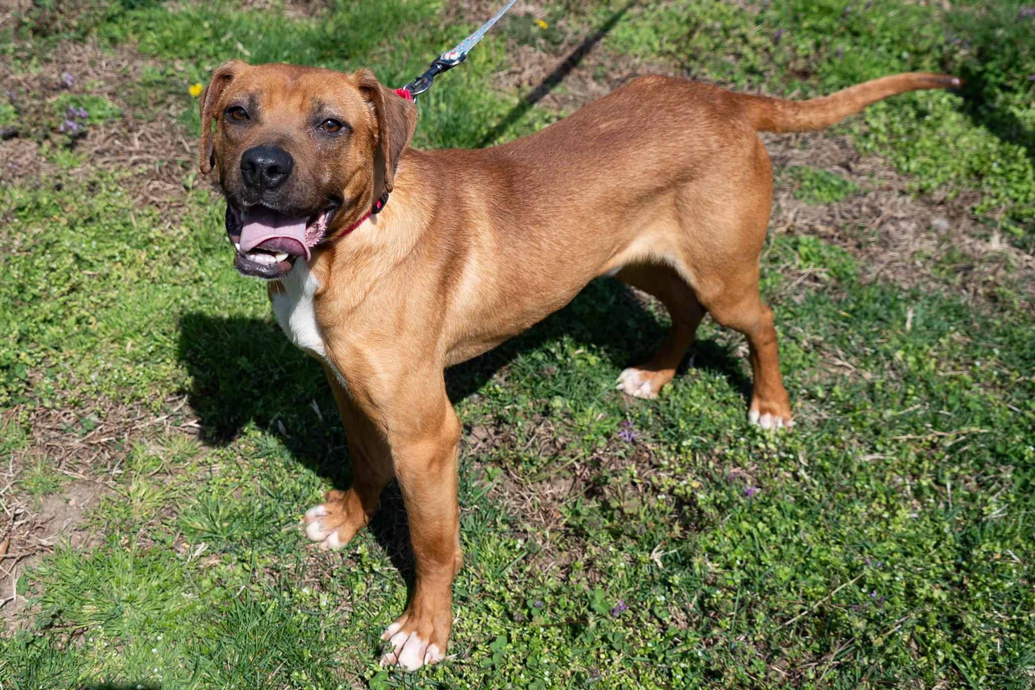 Enlarge Jersey, a ADOPTABLE mixed breed in King George, VA image 4/5