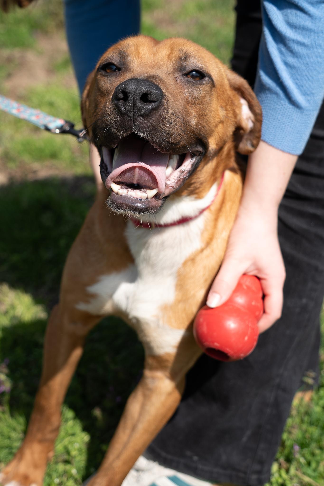Enlarge Jersey, a ADOPTABLE mixed breed in King George, VA image 3/5