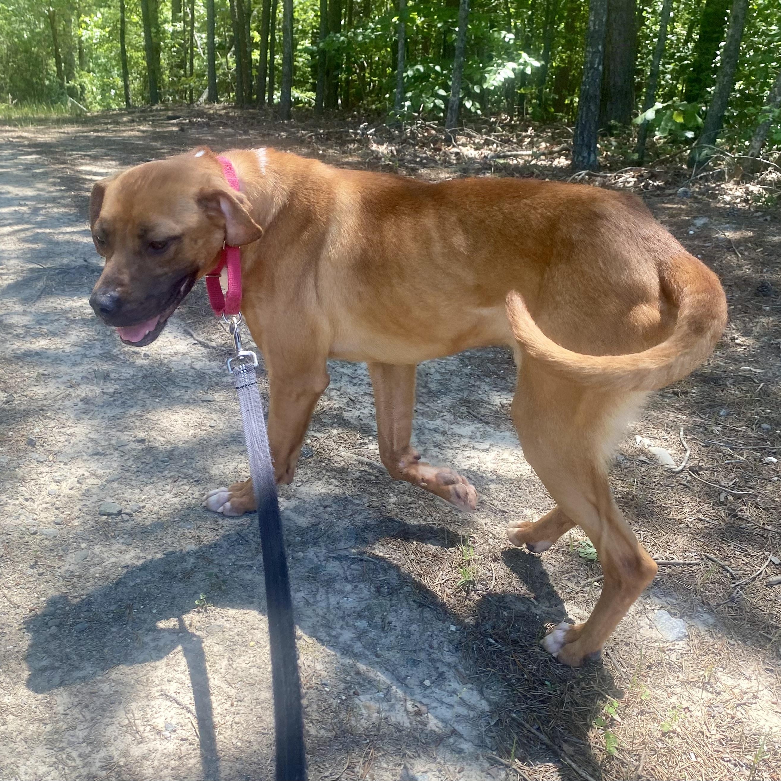 Jersey, ADOPTABLE, Puppy Male Redbone Coonhound & Labrador Retriever.