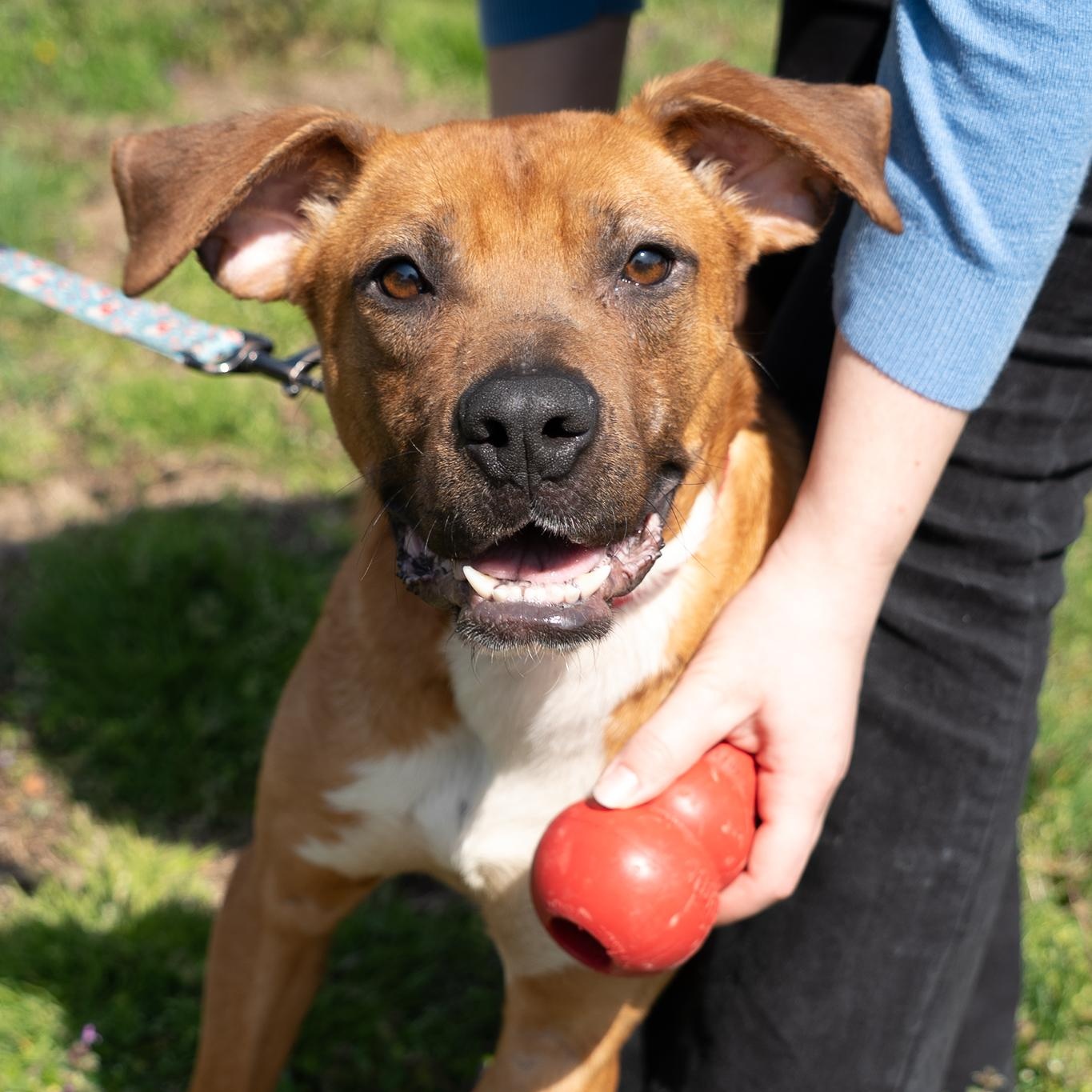 Enlarge Jersey, a ADOPTABLE mixed breed in King George, VA image 1/5