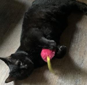 Enlarge Zoey, a Adoptable mixed breed in Raleigh, NC image 1/2