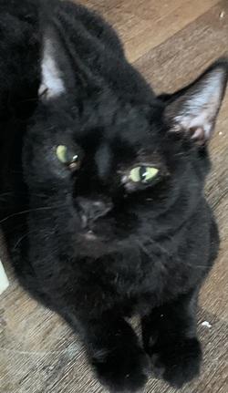 Enlarge Zoey, a Adoptable mixed breed in Raleigh, NC image 2/2