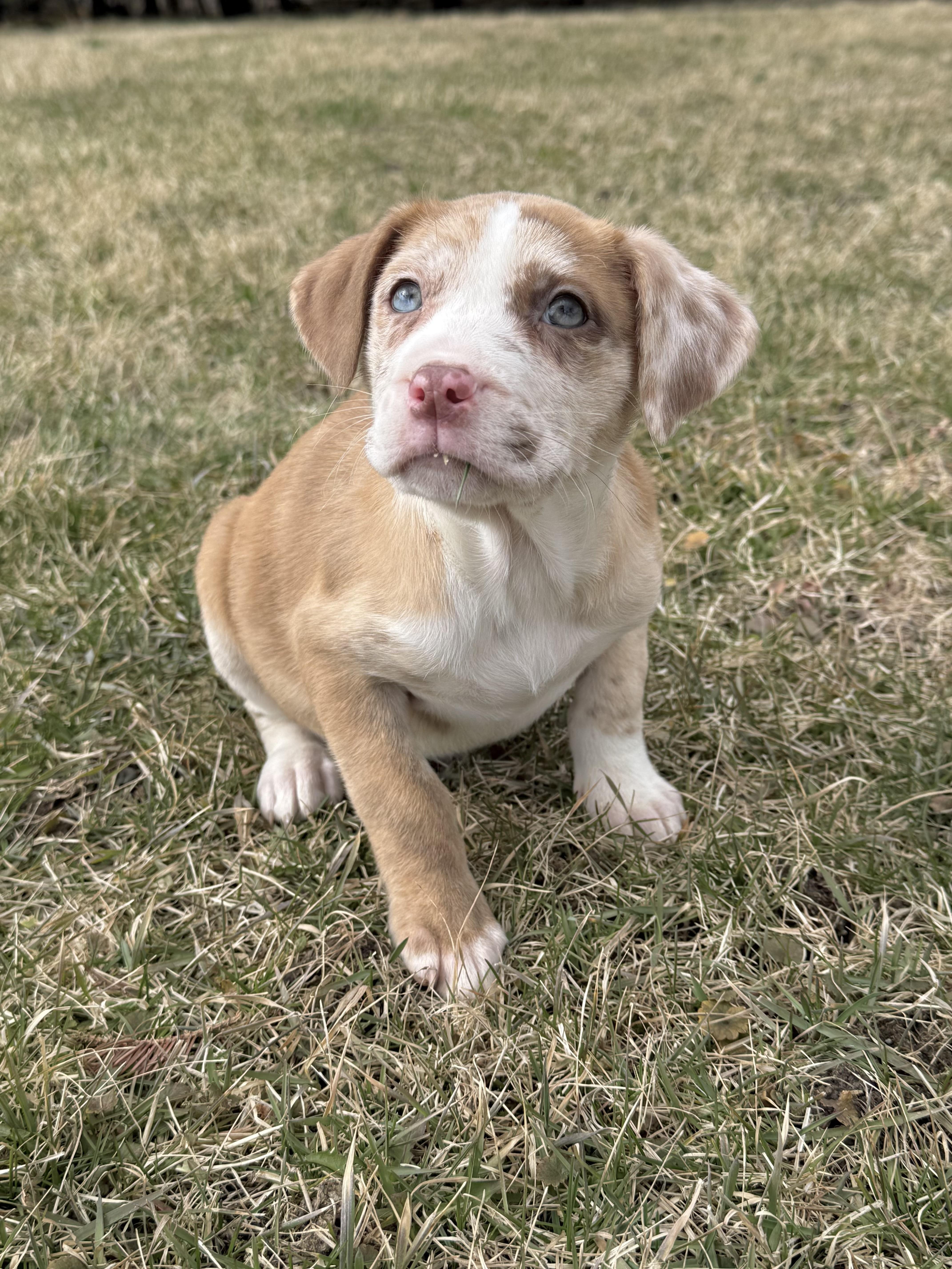 Enlarge Starla, a ADOPTABLE mixed breed in Hales corners, WI image 2/3