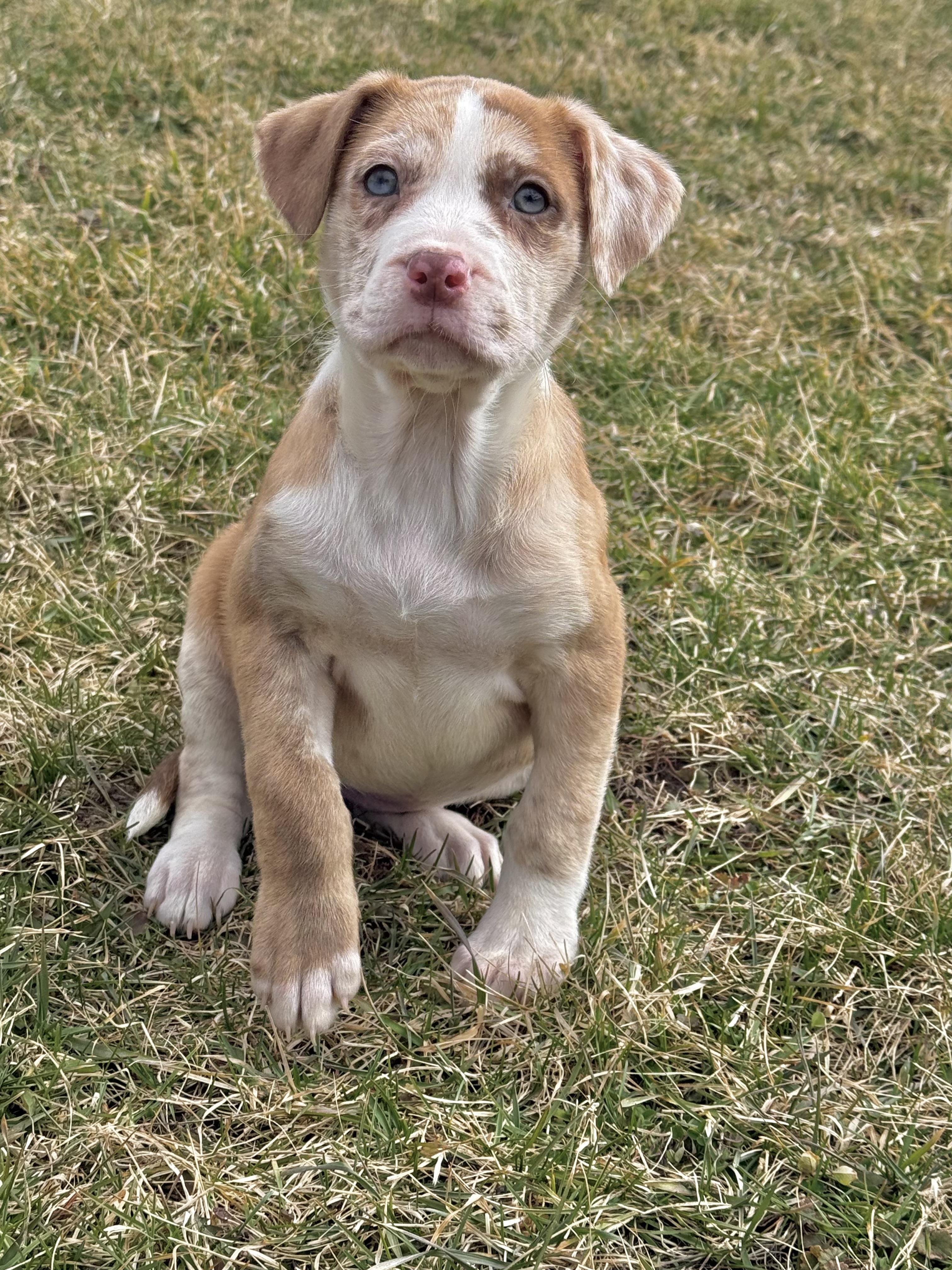 Enlarge Starla, a ADOPTABLE mixed breed in Hales corners, WI image 1/3