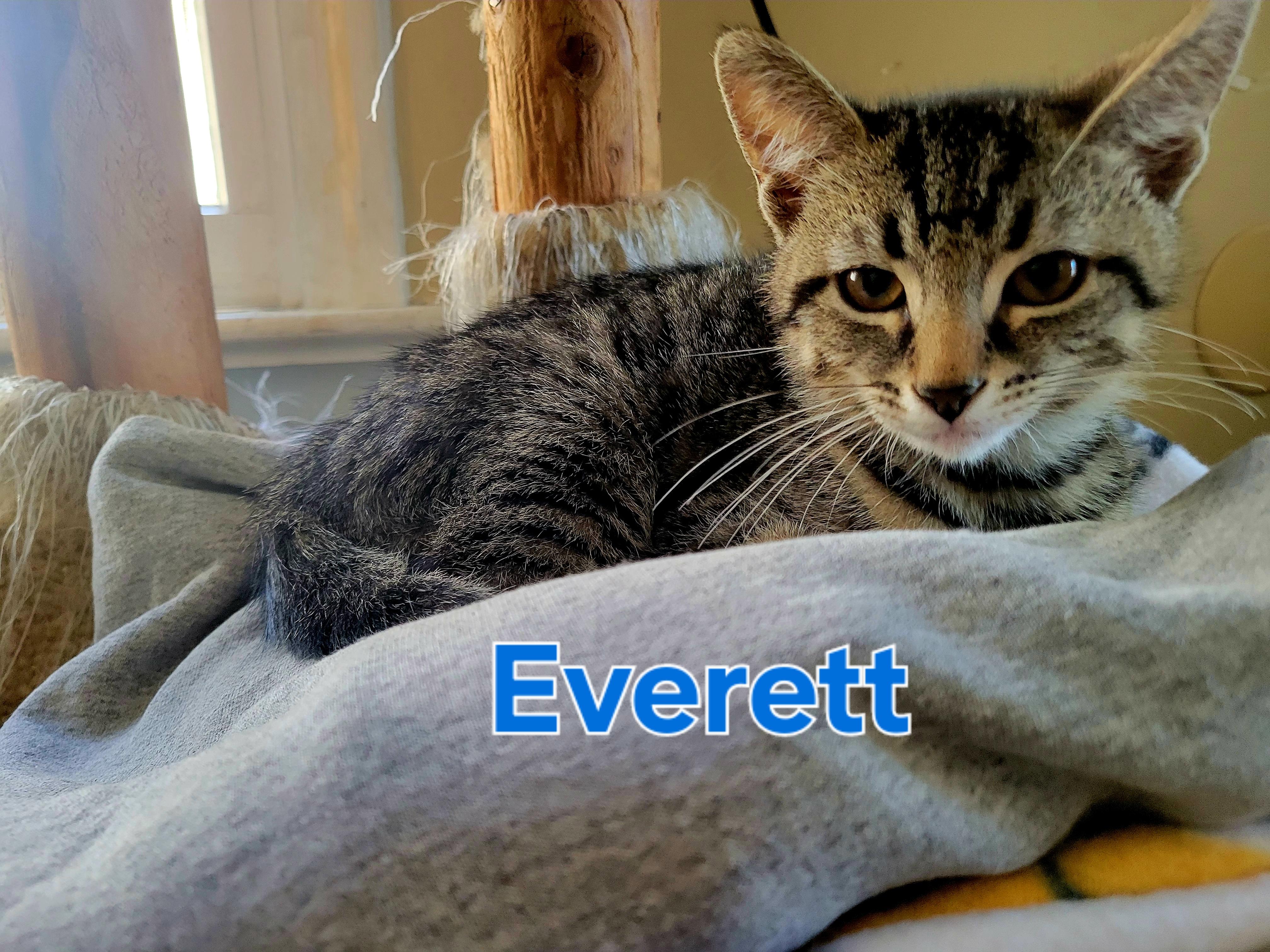 Everett, a Adopted mixed breed in Cedars, PA image 1/5