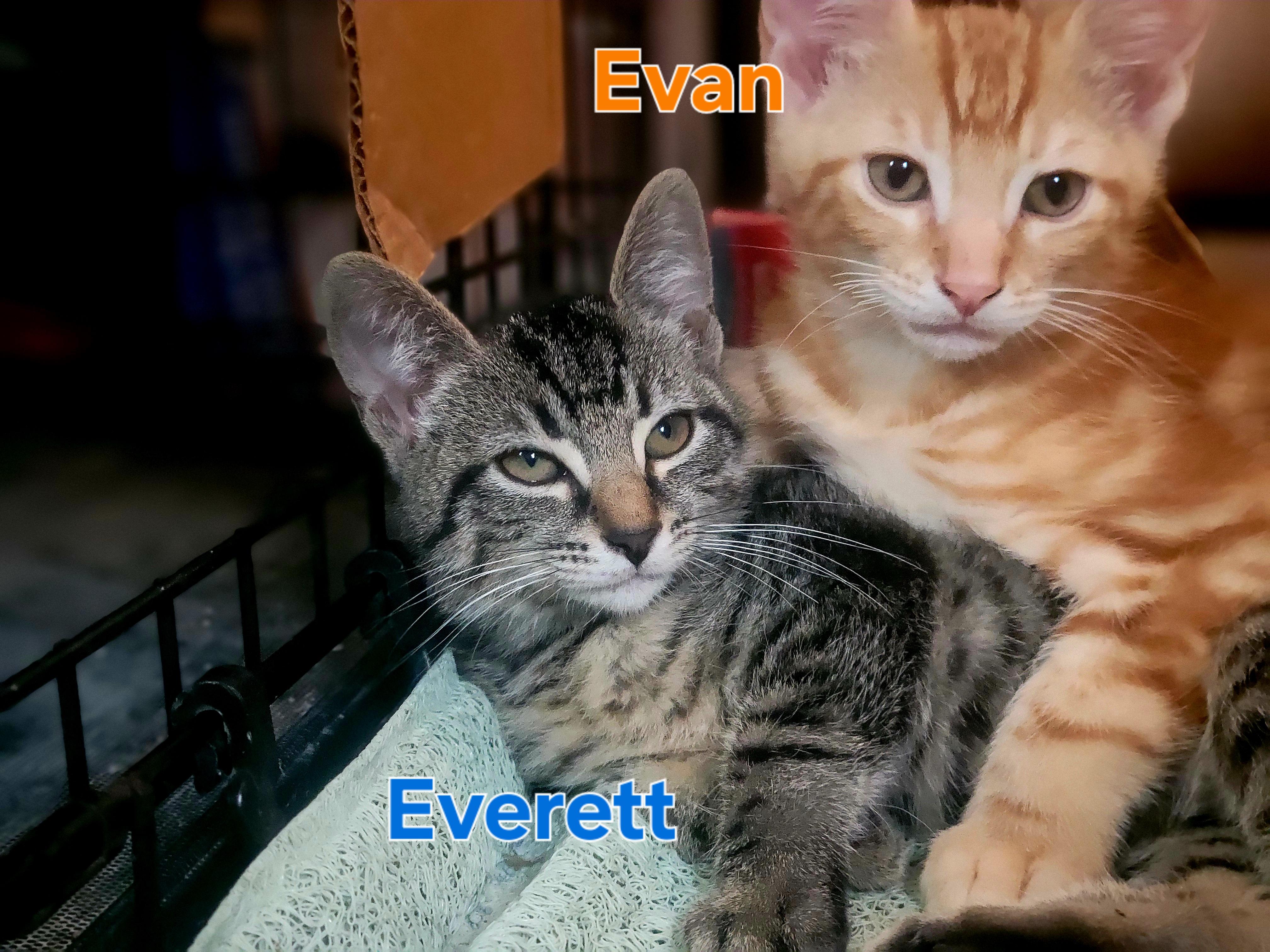 Everett, a Adopted mixed breed in Cedars, PA image 2/5