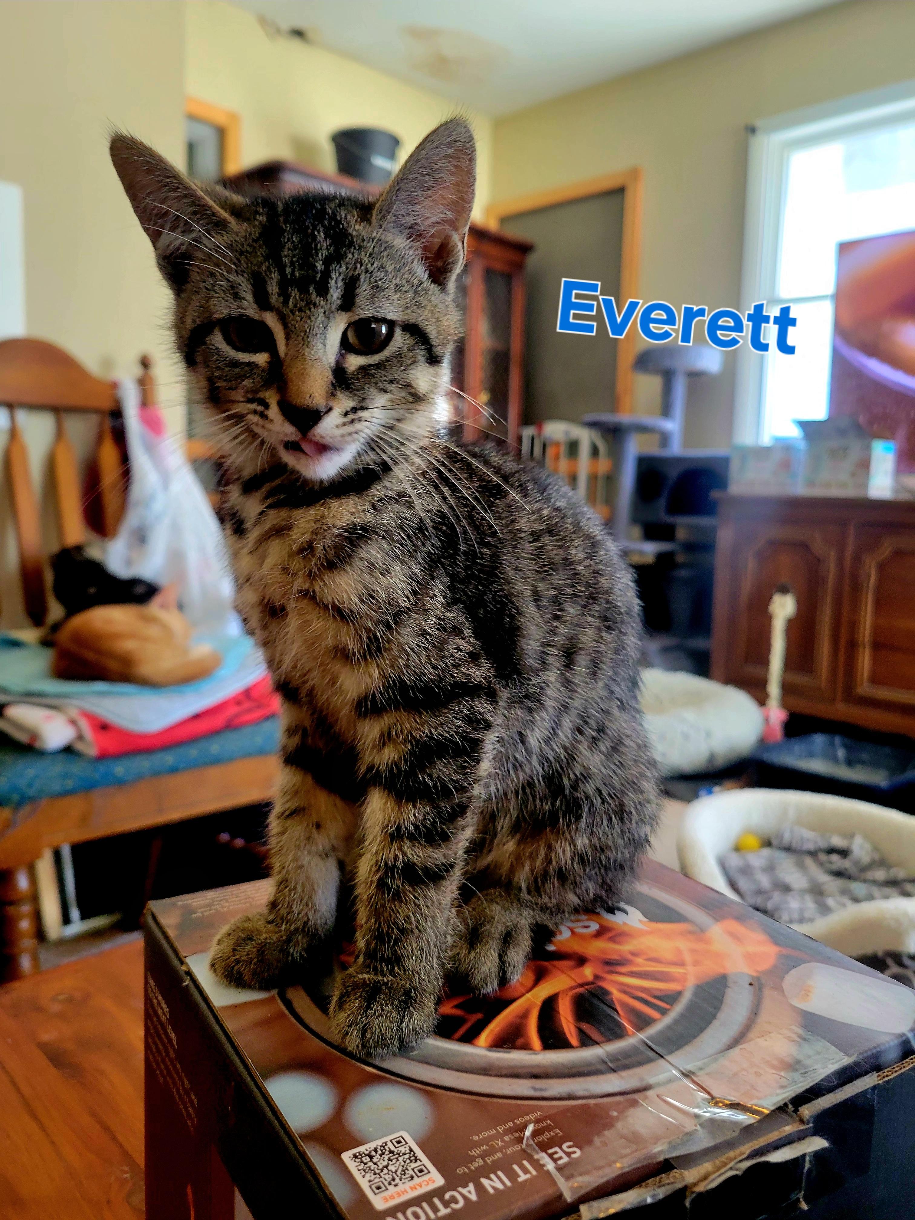 Everett, a Adopted mixed breed in Cedars, PA image 3/5