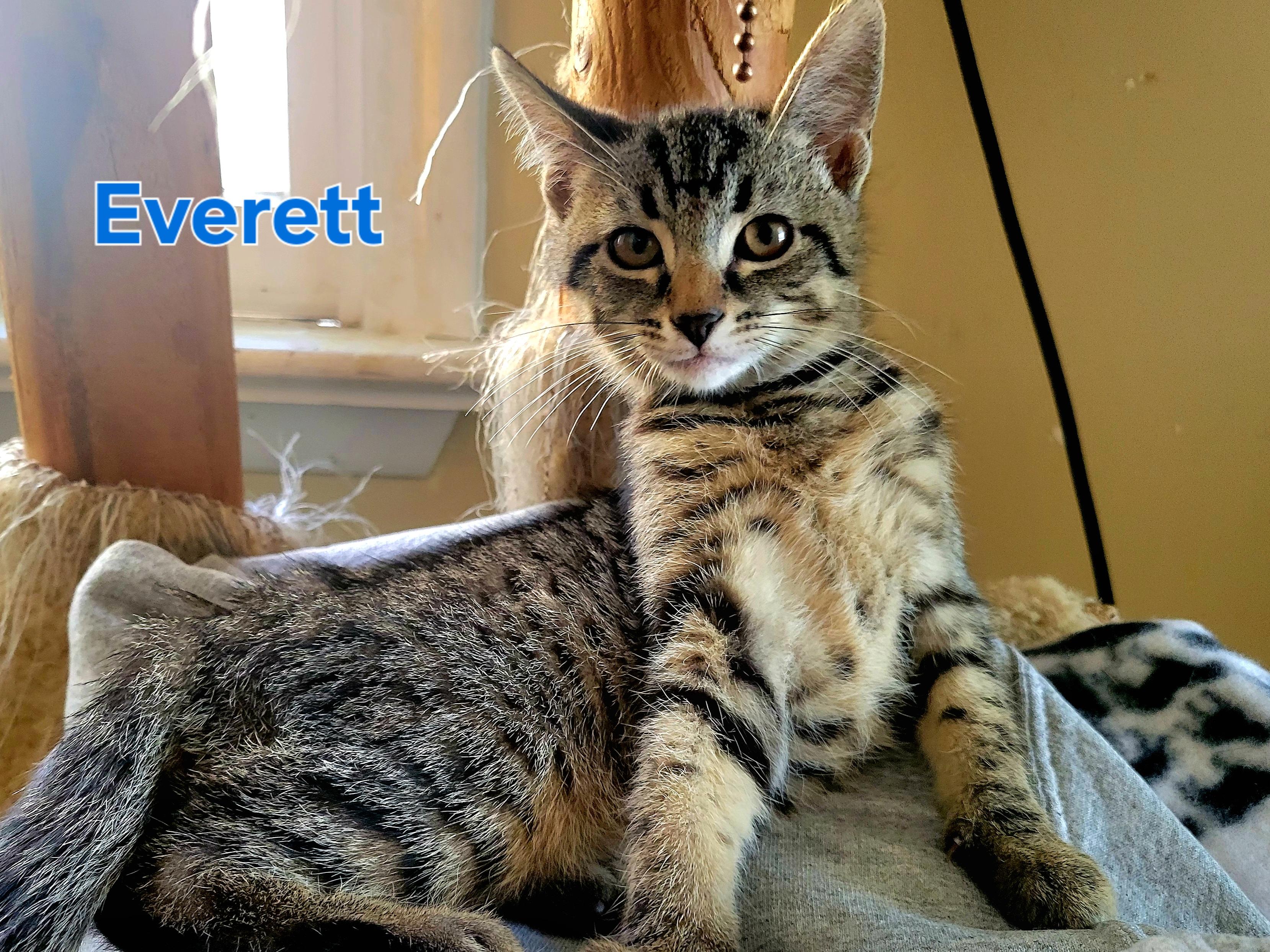 Everett