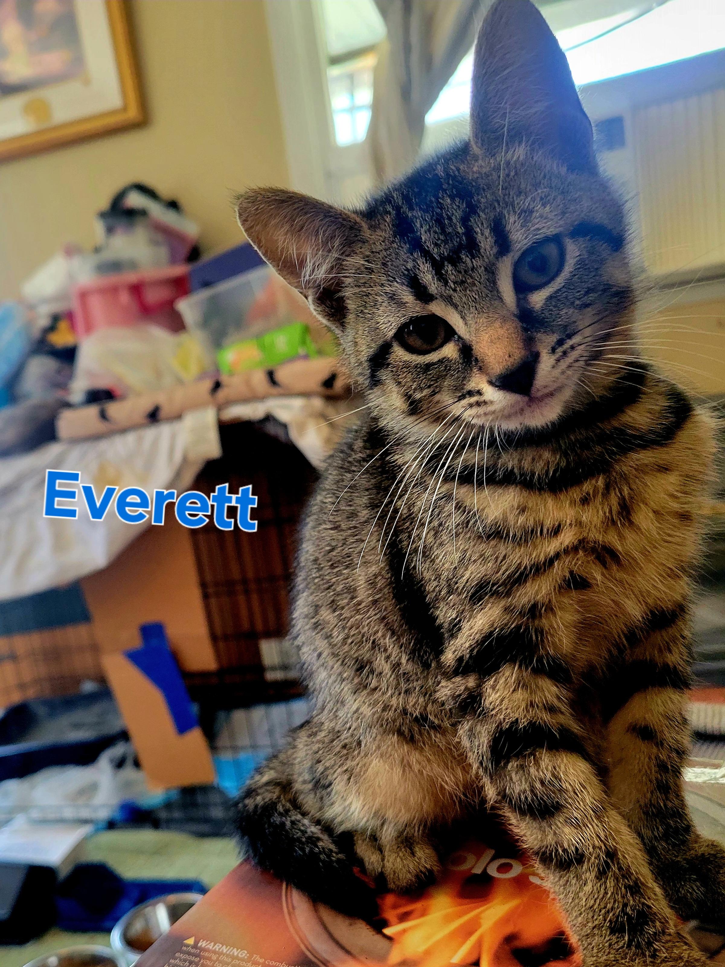 Everett, a Adopted mixed breed in Cedars, PA image 5/5