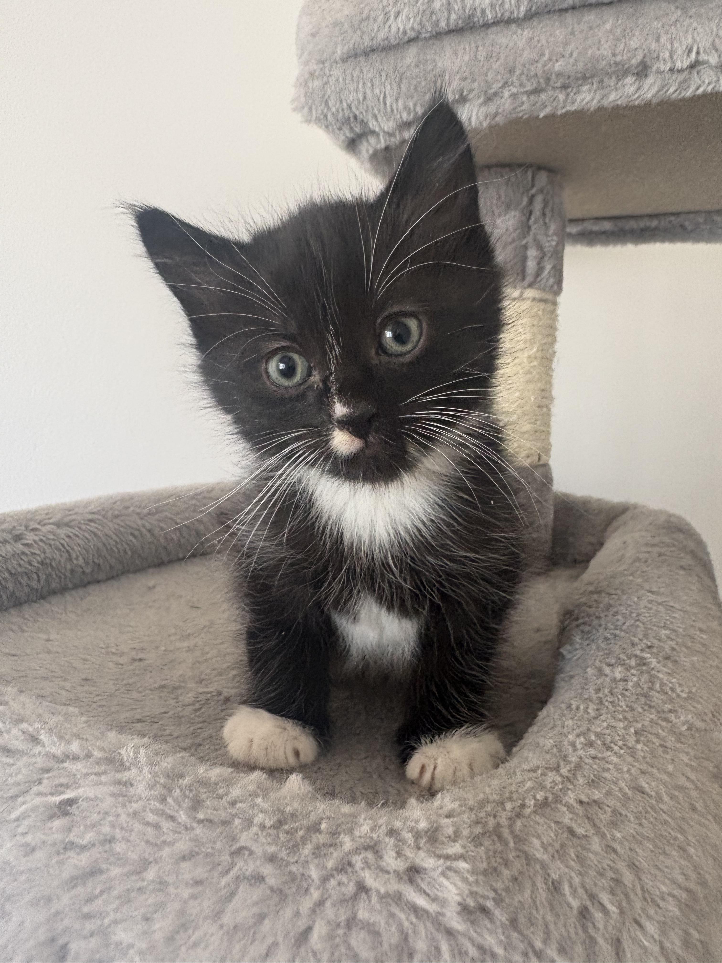 Dodge, Adoptable, Kitten Male Domestic Short Hair.